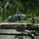 Image for article titled Jurassic Park Fan Project Is The Dinosaur Game I've Always Wanted